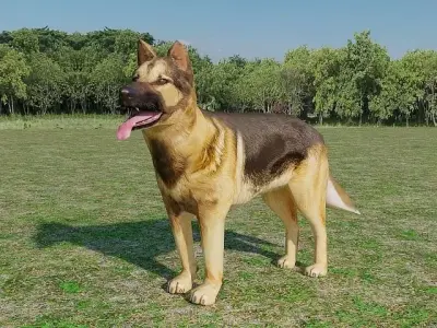 German Shepherd Low-poly 3D model