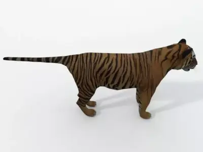 Tiger Low-poly 3D model 4