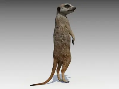 Meerkat Animated Low-poly 3D model