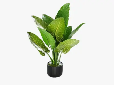 Plant 5 tropical in pot 3D model