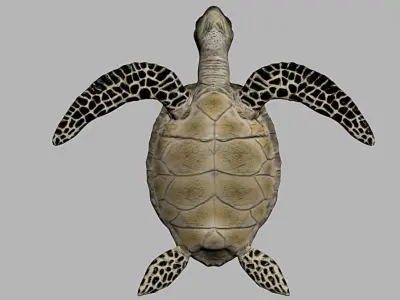 3D Model Sea Turtle Low-poly 3D model