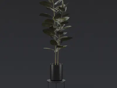 Burgundy Rubber Plant II 3D model
