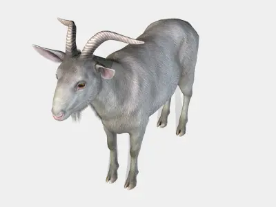 Goat - Male Low-poly 3D model