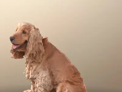 Teddy 10786 - Curly Brown Dog Sitting Cocker Spaniel Low-poly 3D model
