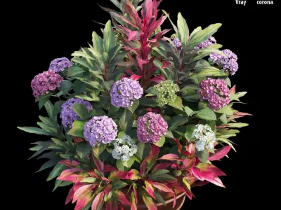 Hydrangea in planters set 07 3D model