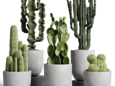 collection indoor plant 62 concrete vase cactus pot 3D model