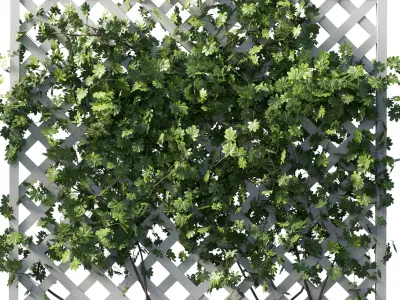 Outdoor garden plant set 159 - Ivy on Fence  Low-poly 3D model