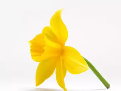 Bright Daffodil model pack Low-poly 3D model