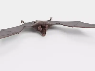 Vampire Bat 3D model