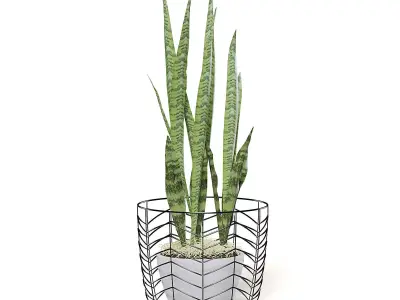 Snake Plant 3D Model in White Pot 3D model