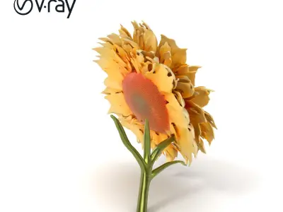 Chrysanthemum White Velvet Petals Model Pack Low-poly 3D model