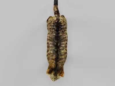 European Wildcat  Animal Low-poly 3D model