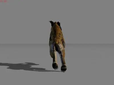 Lynx Animal Wildcat Low-poly 3D model