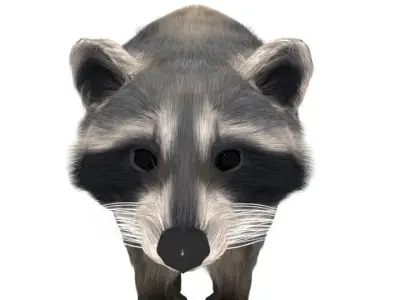 Realistic raccoon 3D model