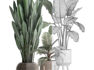 Collection Plants Banana palm Strelitzia coconut palm 400 3D model