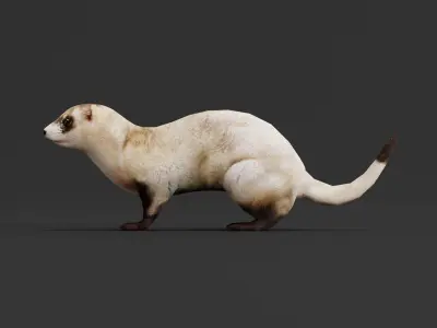 Black-Footed Ferret Animal Low-poly 3D model