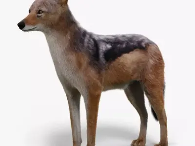 Black Backed Jackal Fur 3D model