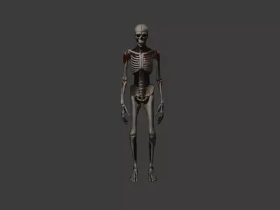 Bloody Skeleton Enemy Model Perfect for Horror Games Free low-poly 3D model