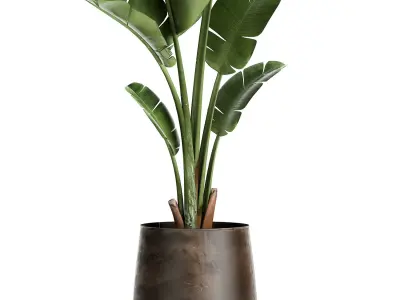Banana palm in a rust pot for the interior 947 3D model