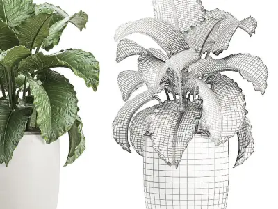 Alocasia in a white flowerpot for decor and interior design 510 3D model