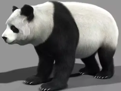 Panda A bear 3D model
