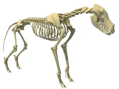 Wolf Skeleton 3D model