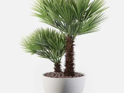 Chamaerops palm 04 3D model