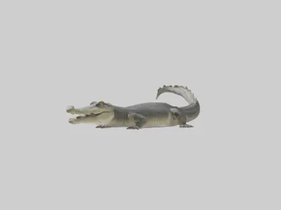 Orinoco crocodile Low-poly 3D model