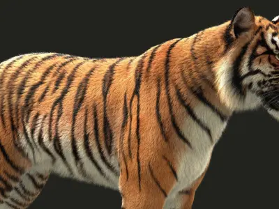 Bengal Tiger Rigged Xgen core 3D model