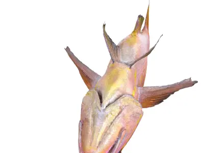 RED FISH DOWNLOAD SALMON TUNA SEA OCEAN 3D print model