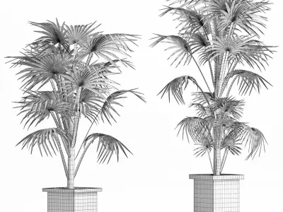 Plants Collection 166 Arabian Sabal Minor 3D model