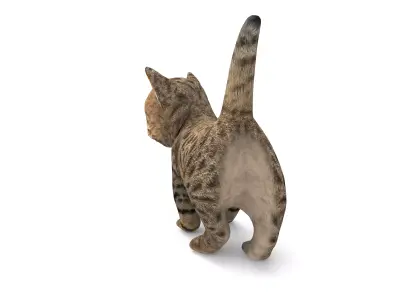 Cute Cartoon Cat Animated Low-poly 3D model
