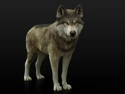 Wolf 2 RIGGED XGEN igs 3D model