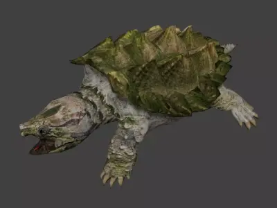 Alligator snapping turtle 3D model