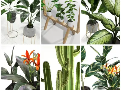 Set plants cactus plant in pot 3D model