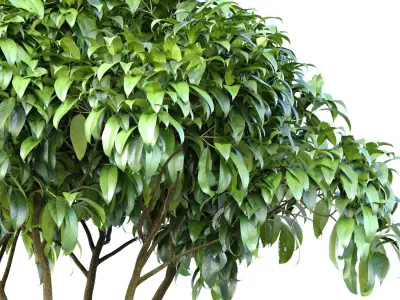 Outdoor garden plant tree shrub Bush Backyard 3D model
