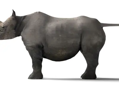 Rhino Low-poly 3D model order