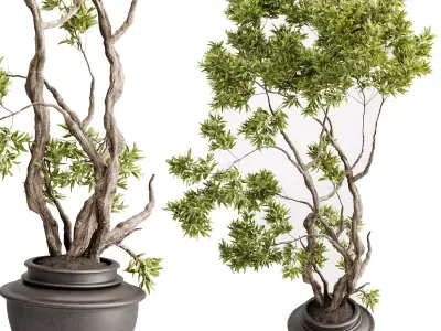 Tree Plants in a old wooden Pot - Indoor Plant set 673 3D model