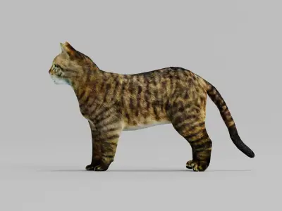 European Wildcat  Animal Low-poly 3D model