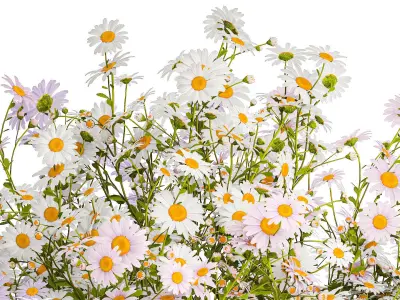 Bouquet of white wildflowers chamomile daisies vase 435 3D model