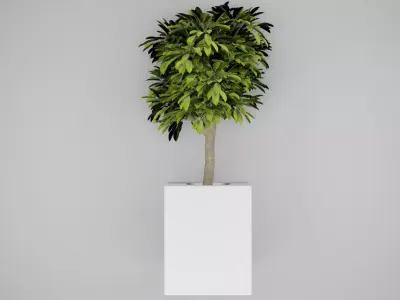indoor tree Free 3D model