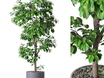 Plants collection vol 54