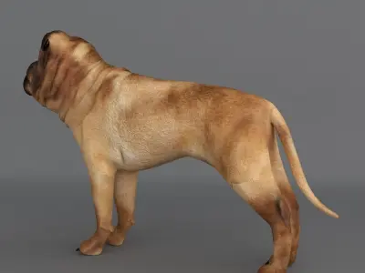  Ori Pei Dog 3D model