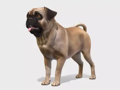 Dog - Pug Low-poly 3D model