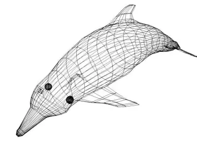 Dolphin - Coastal 3D model