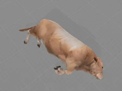 White Bull Cattle Low-poly 3D model