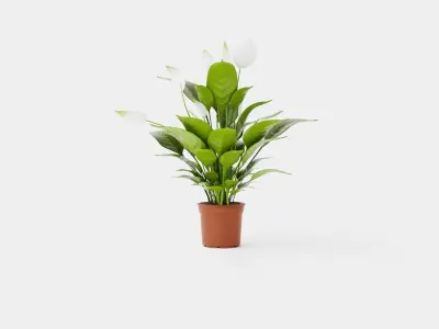 Spathiphyllum Verdi Low-poly 3D model