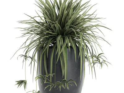 Decorative Cycas palm in a black flowerpot 625 3D model