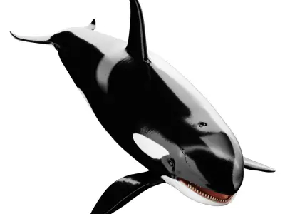 Killer whale Low-poly 3D model