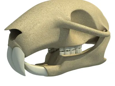 Detailed Squirrel Skull 3D model